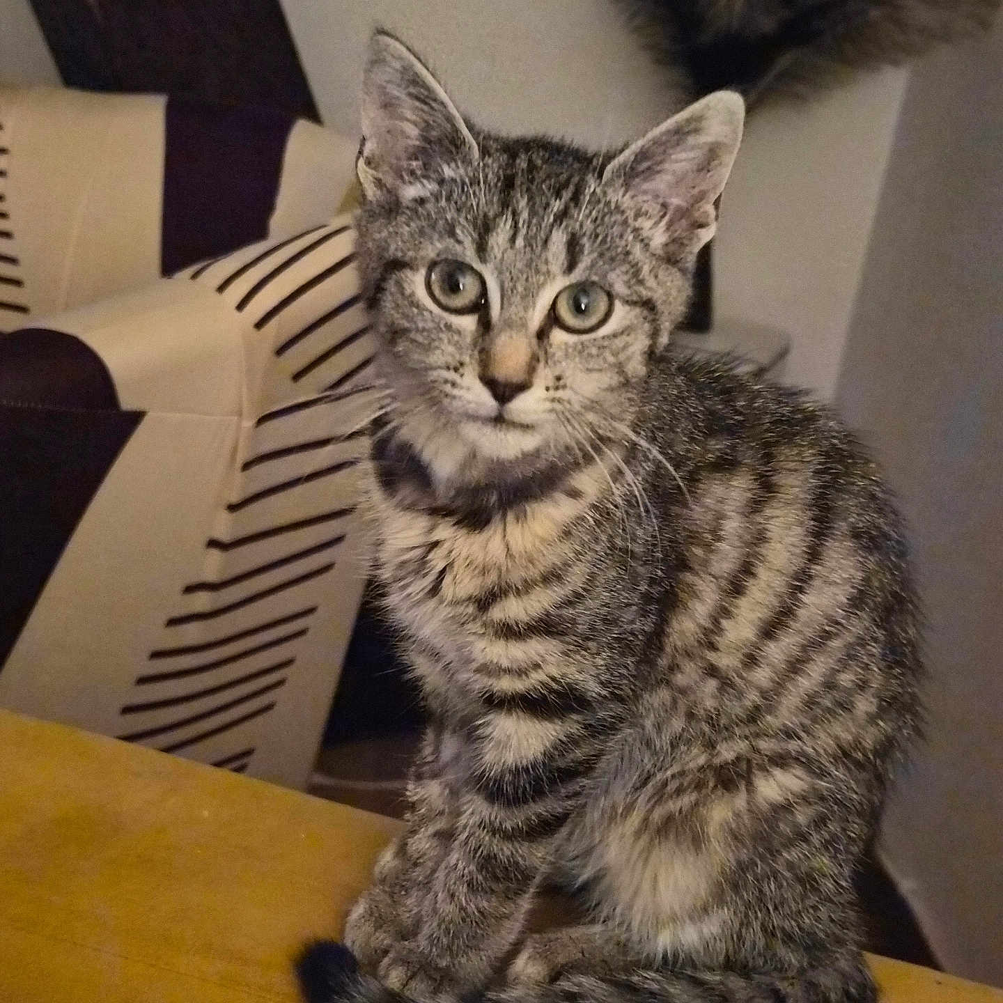 Spye participe au concours pour gagner de l'argent avec cette photo : cat, chair, closeup, cozy, curious, domestic_animal, ears, eyes, fur, furniture, home, indoor, kitten, pet, plant, sitting, striped, tabby, tail, whiskers