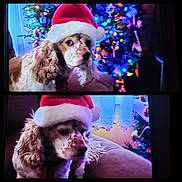 Scooby joined the competition — help win amazing prizes! animal, art, canine, cap, clothing, cockerspaniel, collage, dog, face, hat, head, hound, lighting, papillon, person, pet, poodle, puppy, purple, terrier