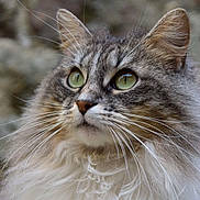 Raya participe au concours pour gagner de l'argent avec cette photo : cat, feline, long_hair, green_eyes, whiskers, close_up, portrait, fluffy, ears, nose, muzzle, gaze, outdoor, rock_background, fur_texture, portrait_photography, almond_eyes, pet, companion, tabby