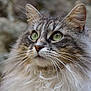 cat, feline, long_hair, green_eyes, whiskers, close_up, portrait, fluffy, ears, nose, muzzle, gaze, outdoor, rock_background, fur_texture, portrait_photography, almond_eyes, pet, companion, tabby