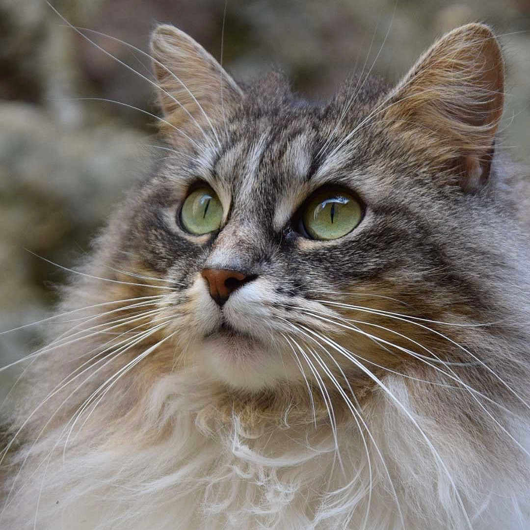 Raya participe au concours pour gagner de l'argent avec cette photo : almond_eyes, cat, close_up, companion, ears, feline, fluffy, fur_texture, gaze, green_eyes, long_hair, muzzle, nose, outdoor, pet, portrait, portrait_photography, rock_background, tabby, whiskers