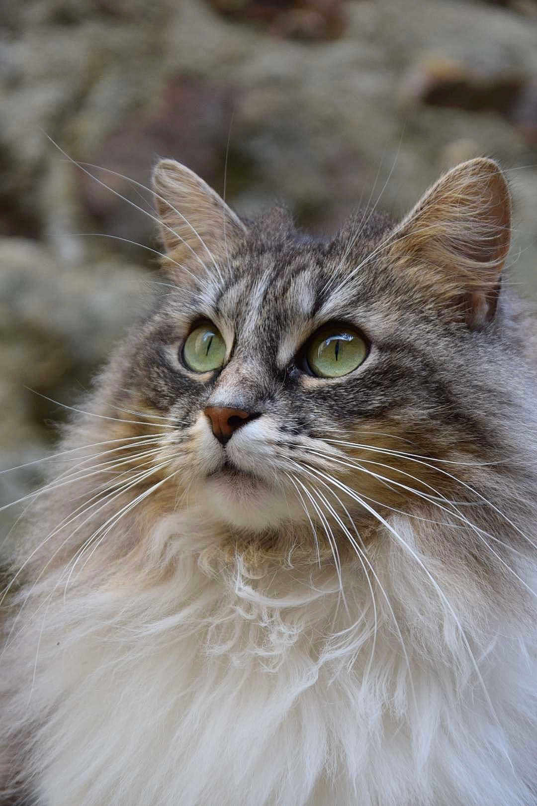 Raya participe au concours pour gagner de l'argent avec cette photo : cat, feline, long_hair, green_eyes, whiskers, close_up, portrait, fluffy, ears, nose, muzzle, gaze, outdoor, rock_background, fur_texture, portrait_photography, almond_eyes, pet, companion, tabby