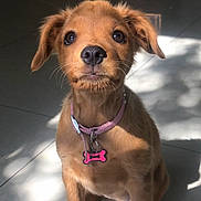 June joined the competition — help win amazing prizes! animal, brown, collar, cute, dog, ears, floor, fur, indoor, pet, pink, portrait, puppy, shadow, sitting, sunlight, tag, tile, whiskers, young