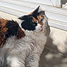 cat, calico, fluffy, sunlight, relaxed, window, white, concrete, pet, animal, feline, resting, outdoor, shadow, fur, paw, face, whiskers, daylight, calm