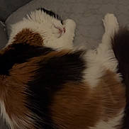 Guizzmow a rejoint le concours — aidez-le/la à gagner de superbes lots ! cat, calico, sleeping, fur, pet, couch, indoor, cozy, resting, animal, cute, feline, relaxed, whiskers, paw, domestic, companion, soft, curled_up, quiet
