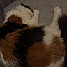 cat, calico, sleeping, fur, pet, couch, indoor, cozy, resting, animal, cute, feline, relaxed, whiskers, paw, domestic, companion, soft, curled_up, quiet