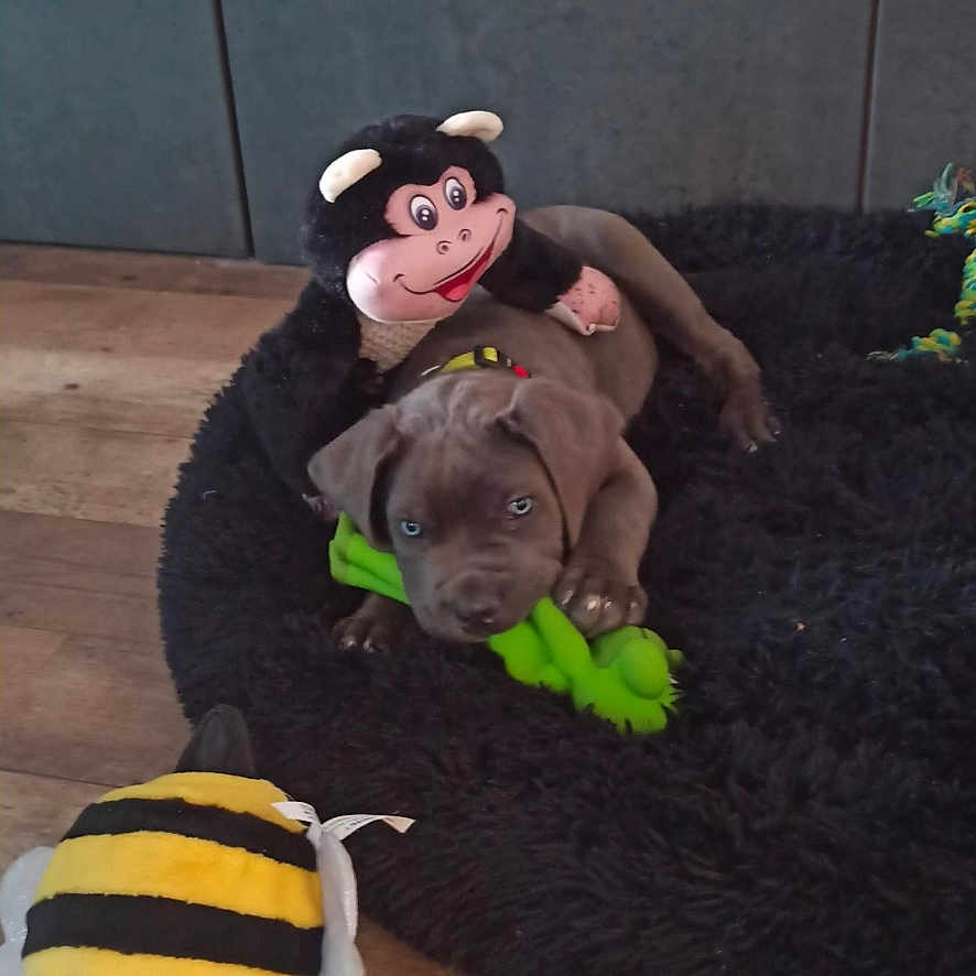 Vako participe au concours pour gagner de l'argent avec cette photo : animal, ball, bulldog, canine, clothing, costume, dog, face, head, homedecor, person, pet, photography, plush, portrait, puppy, sport, tennis, tennisball, toy