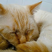 Kenny joined the competition — help win amazing prizes! cat, sleeping, close_up, ginger, cream, fur, whiskers, tail, ears, napping, pet, animal, cute, domestic_cat, resting, cozy, indoor, quiet, peaceful, soft