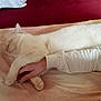cat, white_cat, sleeping, bed, human_hand, holding, cozy, indoor, resting, fur, paw, animal, pet, comfort, blanket, red_carpet, relaxation, cute, domestic, together