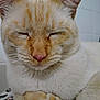 Kenny is registered to the contest to win money with this photo: cat, close_up, sleeping, cream_fur, orange_fur, pet, whiskers, pink_nose, feline, soft_fur, domestic_cat, resting, cute, animal, indoor, cozy, face, ears, quiet, peaceful