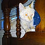 Kenny joined the competition — help win amazing prizes! cat, white_cat, indoor, wooden_chair, window, blinds, curious, pets, animal, feline, paw, orange_eyes, flash, furniture, home, domestic, spindles, closeup, looking, mammal