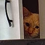 Kenny joined the competition — help win amazing prizes! animal, cabinet, cat, closeup, curiosity, curious, door, eye, feline, handle, hidden, indoor, kitchen, orange_cat, partial_view, peeking, pet, quiet, shadow, wood
