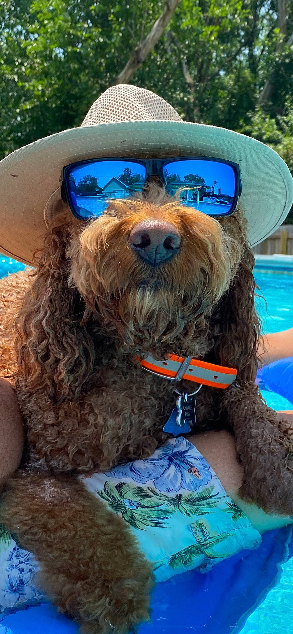 Chance joined the competition — help win amazing prizes! beard, blue, canidae, carnivore, collar, companion_dog, dog, dog_breed, dog_collar, dog_supply, eyewear, facial_hair, fawn, hat, liver, pet_supply, snout, sporting_group, terrier, working_animal