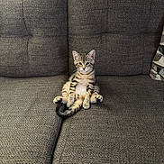 Zinc joined the competition — help win amazing prizes! kitten, cat, tabby, sitting, couch, indoor, pet, feline, fur, tail, whiskers, ears, relaxed, home, animal, cute, looking, texture, gray, cozy