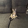 kitten, cat, tabby, sitting, couch, indoor, pet, feline, fur, tail, whiskers, ears, relaxed, home, animal, cute, looking, texture, gray, cozy
