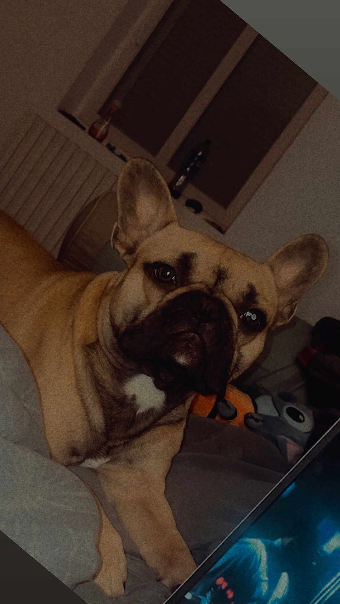 Ades participe au concours pour gagner de l'argent avec cette photo : dog, french_bulldog, indoor, bed, window, closed_blinds, plush_toys, ears, face, pet, animal, cozy, resting, brown, black, white_mark, sleeping_area, blanket, furniture, relaxed