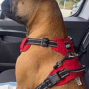 Ades participe au concours pour gagner de l'argent avec cette photo : dog, brown_dog, side_profile, red_harness, car_interior, seat, window, leash, pet, canine, sitting, looking_out, calm, daylight, trees, parked_car, fur, collar, resting, animal