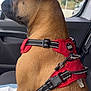 dog, brown_dog, side_profile, red_harness, car_interior, seat, window, leash, pet, canine, sitting, looking_out, calm, daylight, trees, parked_car, fur, collar, resting, animal