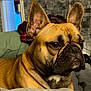 dog, french_bulldog, pet, indoor, close_up, portrait, brown_fur, ears, face, animal, mammal, canine, fur_texture, looking_away, resting, cozy, home, wall, soft_furniture, expression