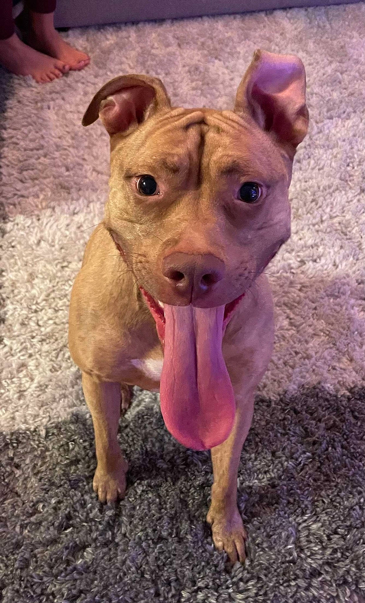 Jazzy is registered to the contest to win money with this photo: canidae, carnivore, companion_dog, dog, dog_breed, dog_supply, fawn, hunting_dog, non_sporting_group, snout, soil, sporting_group, terrestrial_animal, terrestrial_plant, working_animal