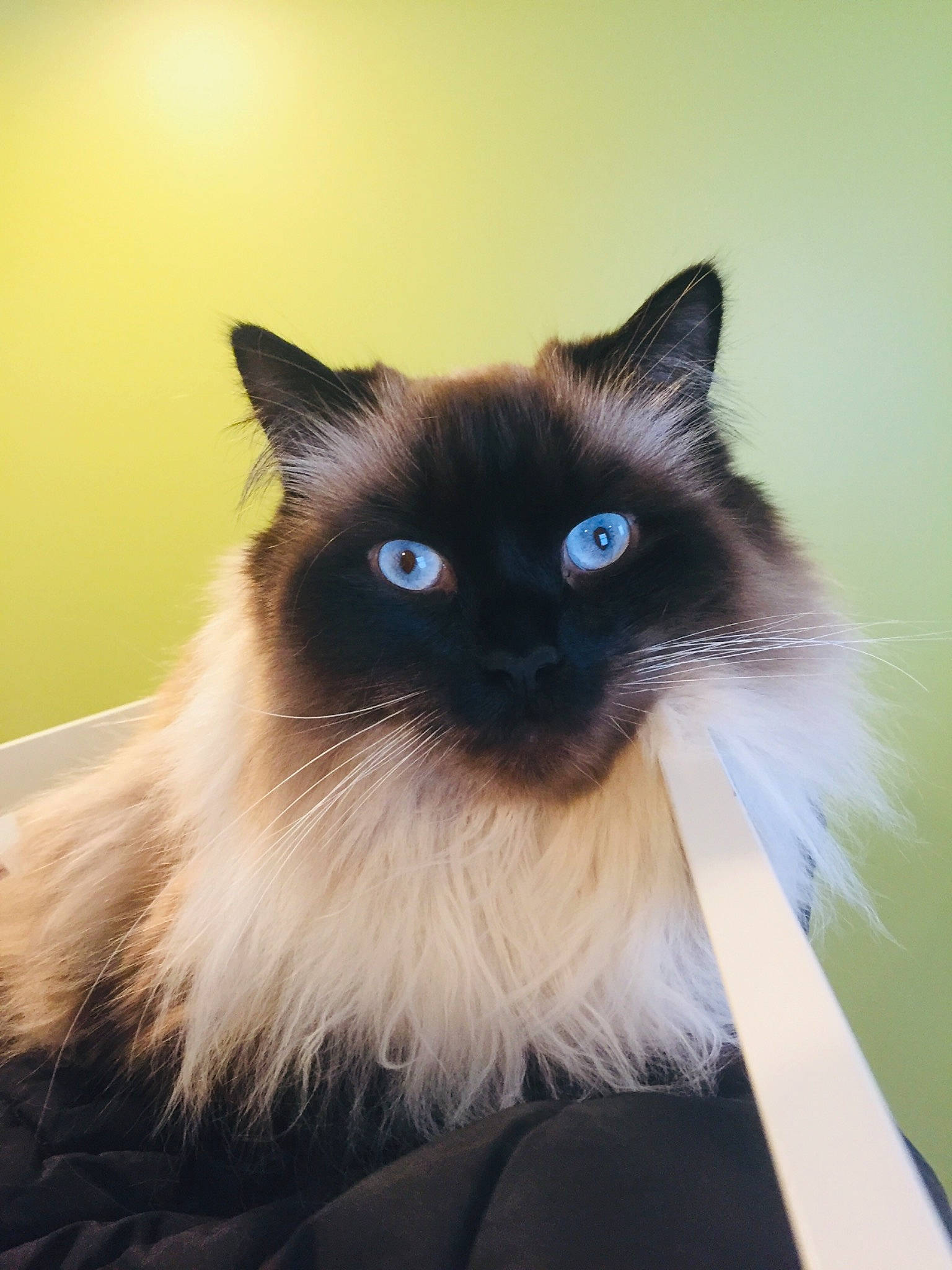 Blue is registered to the contest to win money with this photo: balinese, birman, carnivore, cat, domestic_long_haired_cat, eye, felidae, fur, himalayan, iris, mammal, organ, ragdoll, siamese, small_to_medium_sized_cats, snout, snowshoe, tonkinese, vertebrate, whiskers