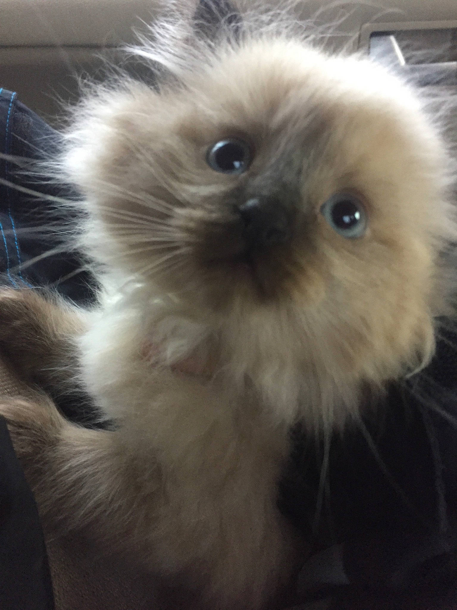 Blue joined the competition — help win amazing prizes! birman, canidae, carnivore, cat, ear, eye, fawn, felidae, fur, himalayan, kitten, mammal, small_to_medium_sized_cats, snout, whiskers