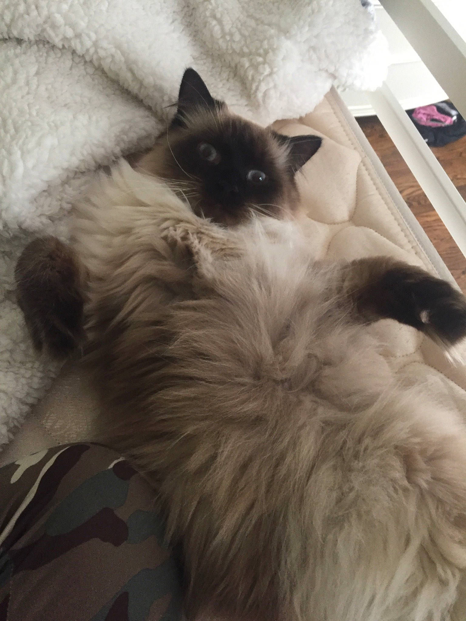 Blue is registered to the contest to win money with this photo: balinese, birman, carnivore, cat, domestic_long_haired_cat, felidae, fur, himalayan, kitten, ragdoll, siamese, sky, small_to_medium_sized_cats, snowshoe, thai, tonkinese, whiskers