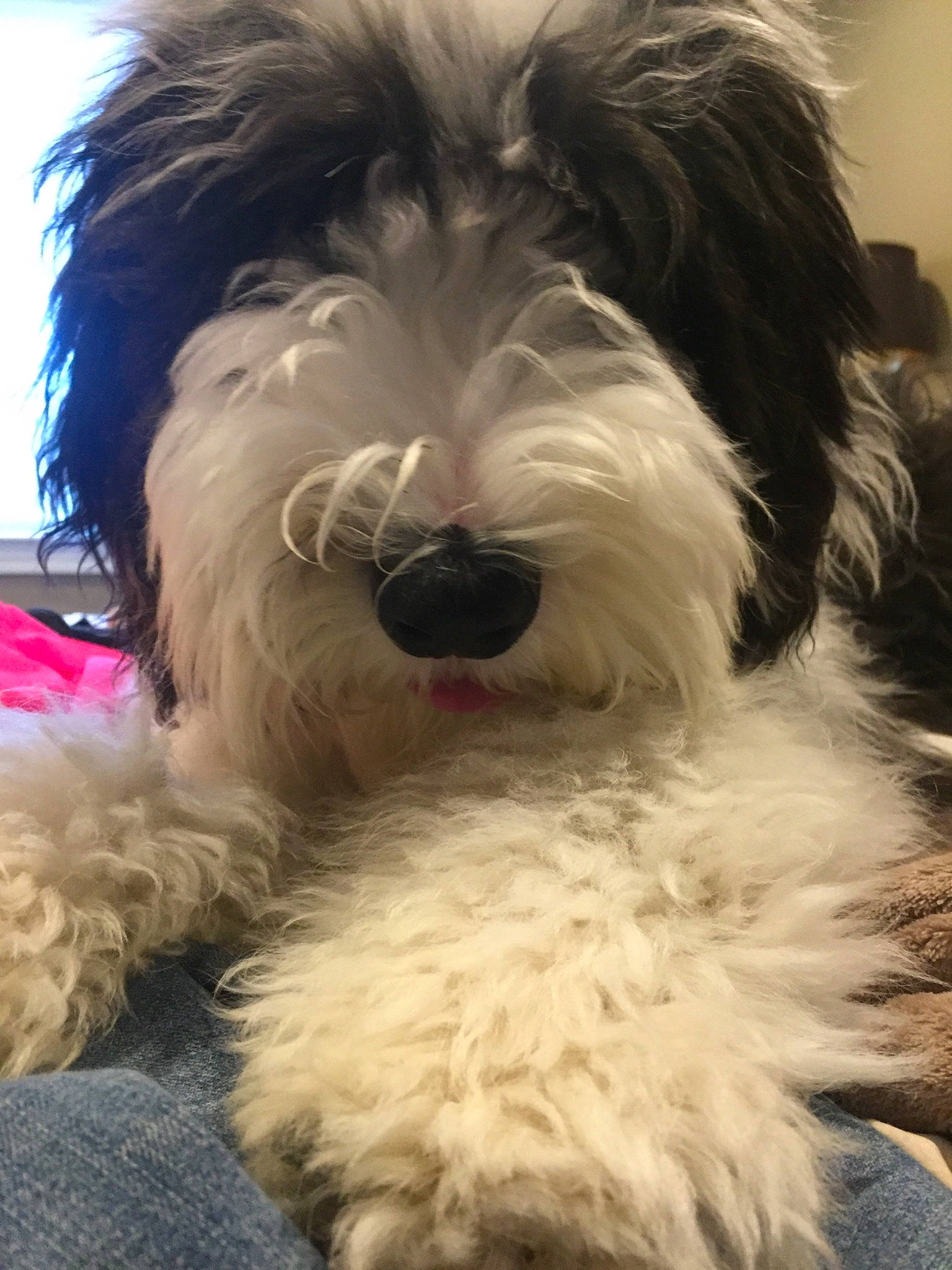 Ozzy is registered to the contest to win money with this photo: briquet_griffon_vendeen, canidae, carnivore, companion_dog, dog, dog_breed, havanese, kyi_leo, mammal, old_english_sheepdog, polish_lowland_sheepdog, rare_breed_dog, romanian_mioritic_shepherd_dog, sapsali, snout, sporting_group, terrier, tibetan_terrier, toy_dog, vertebrate