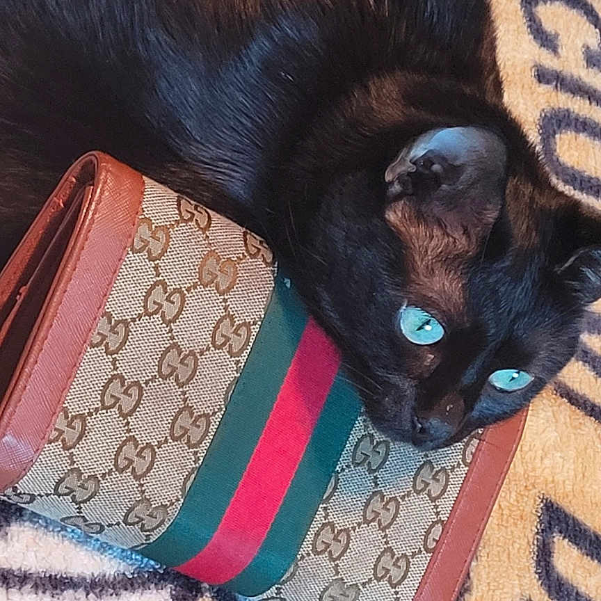 Black Cat