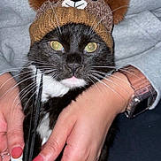 Ghost is registered to the contest to win money with this photo: accessory, black_cat, cat, cat_hat, close_up, cute, fabric, flash_photo, green_eyes, hoodie, human_hands, indoor, manicure, paws, pom_poms, portrait, rings, smartwatch, tuxedo_cat, whiskers