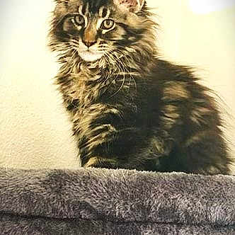 Merlin