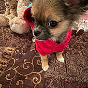 Tucker is registered to the contest to win money with this photo: animal, canine, chihuahua, clothing, cockerspaniel, costume, cushion, dog, face, footwear, head, homedecor, papillon, person, pet, photography, portrait, puppy, shoe, whitedog