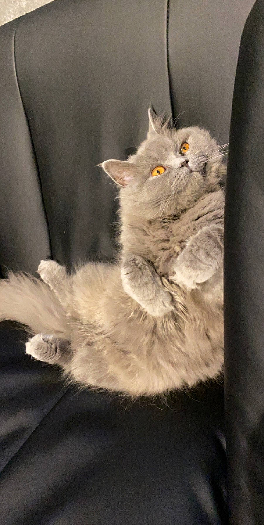 Audrey joined the competition — help win amazing prizes! asian, asian_semi_longhair, british_longhair, british_semi_longhair, british_shorthair, carnivore, cat, domestic_long_haired_cat, domestic_short_haired_cat, felidae, fur, kitten, mammal, nebelung, ragamuffin, selkirk_rex, siberian, small_to_medium_sized_cats, vertebrate, whiskers