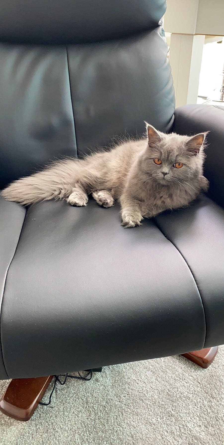Audrey joined the competition — help win amazing prizes! british_longhair, british_semi_longhair, carnivore, cat, comfort, couch, domestic_long_haired_cat, domestic_short_haired_cat, fawn, felidae, fur, furniture, kitten, maine_coon, norwegian_forest_cat, persian, ragamuffin, small_to_medium_sized_cats, whiskers