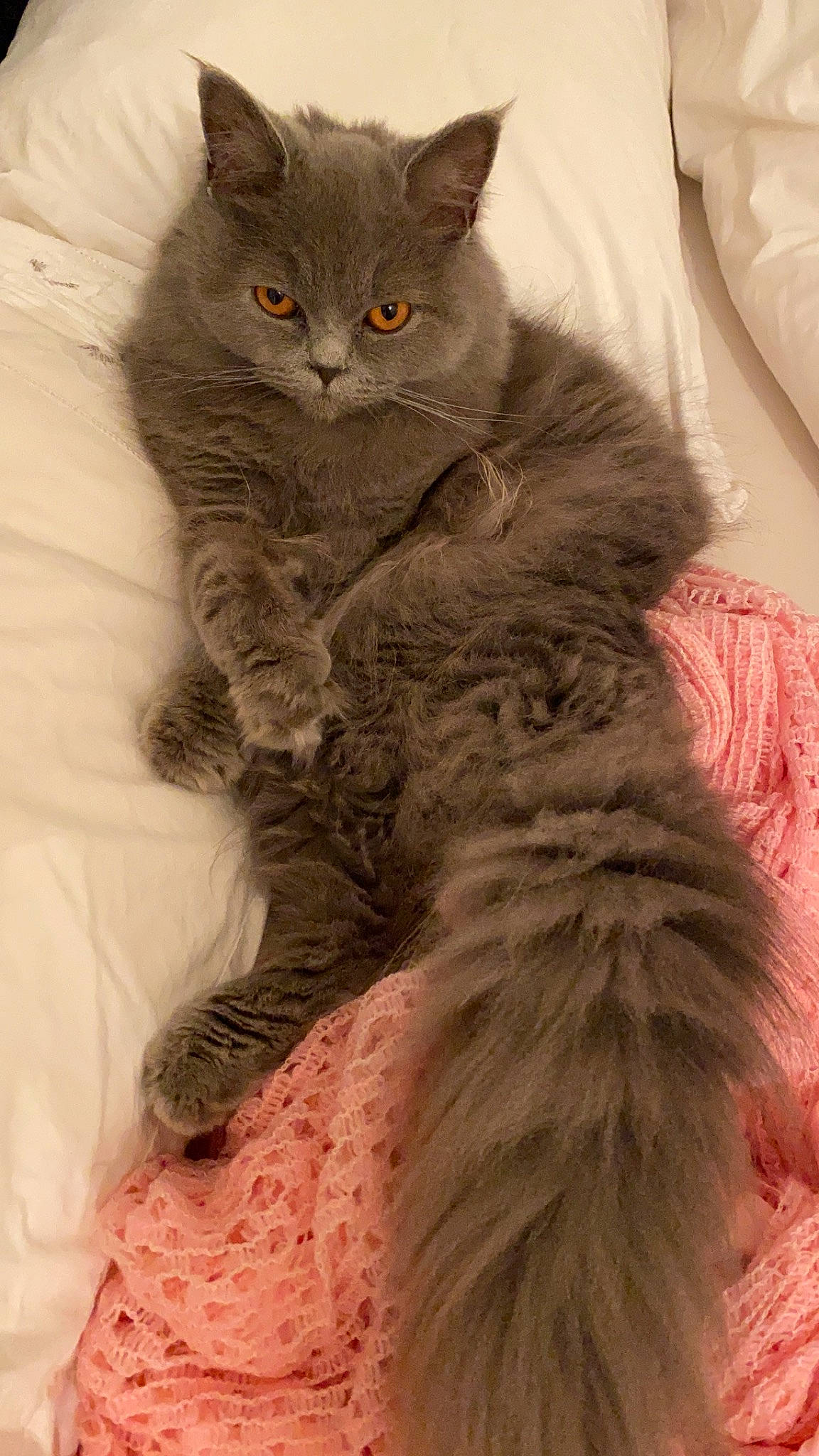 Audrey is registered to the contest to win money with this photo: asian_semi_longhair, british_longhair, british_semi_longhair, carnivore, cat, chartreux, domestic_long_haired_cat, felidae, fur, kitten, maine_coon, mammal, nebelung, norwegian_forest_cat, ragamuffin, selkirk_rex, siberian, small_to_medium_sized_cats, vertebrate, whiskers