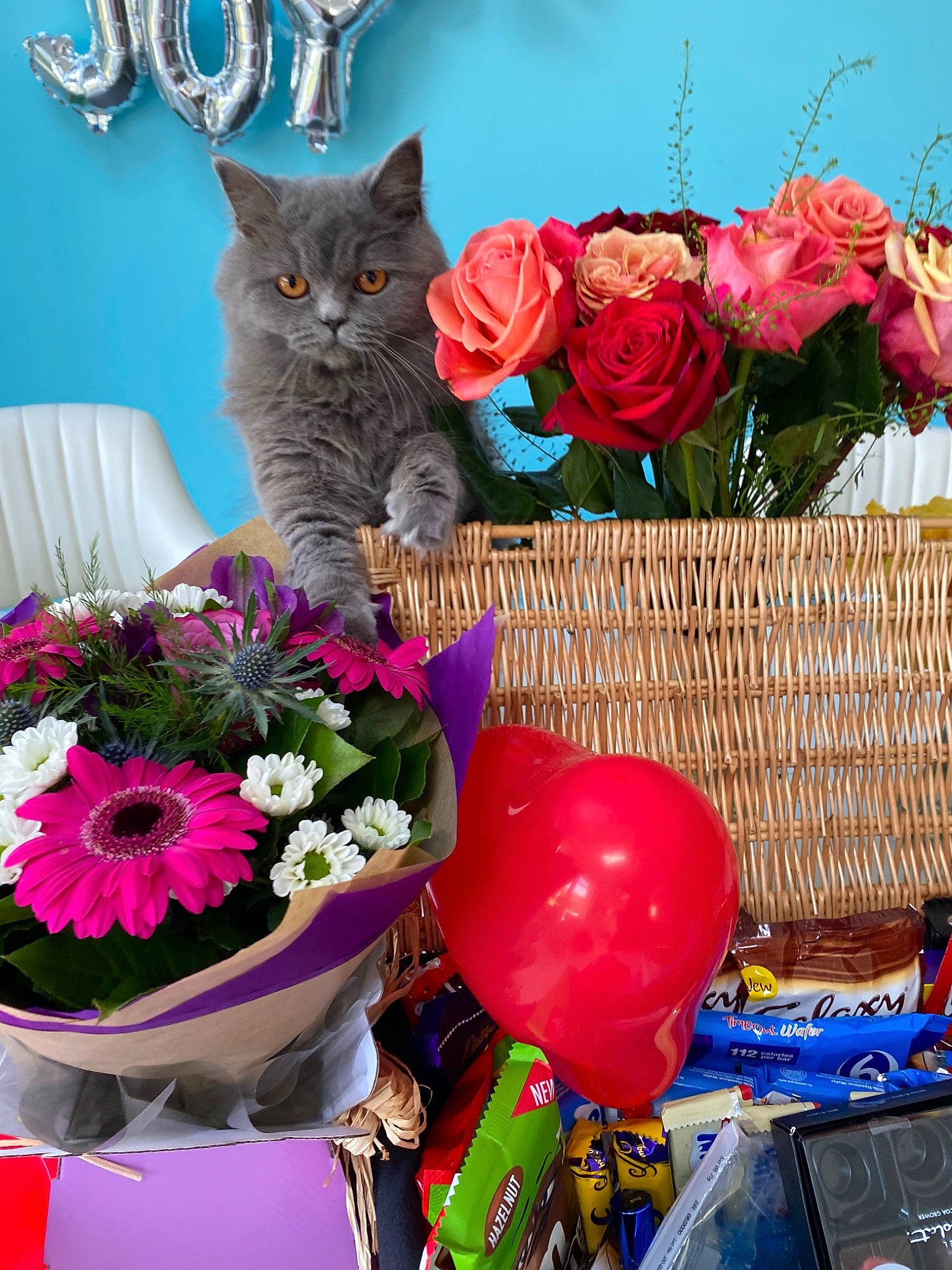 Audrey joined the competition — help win amazing prizes! bouquet, carnivore, cat, cut_flowers, felidae, floral_design, floristry, flower, flower_arranging, flowerpot, houseplant, kitten, plant, small_to_medium_sized_cats, whiskers