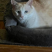 Bobby joined the competition — help win amazing prizes! cat, pet_bed, cream_color, white_fur, indoor, cozy, resting, animal, fur, quiet, relaxed, mammal, domestic, sleepy, soft_lighting, shadow, floor, wood, home, cute