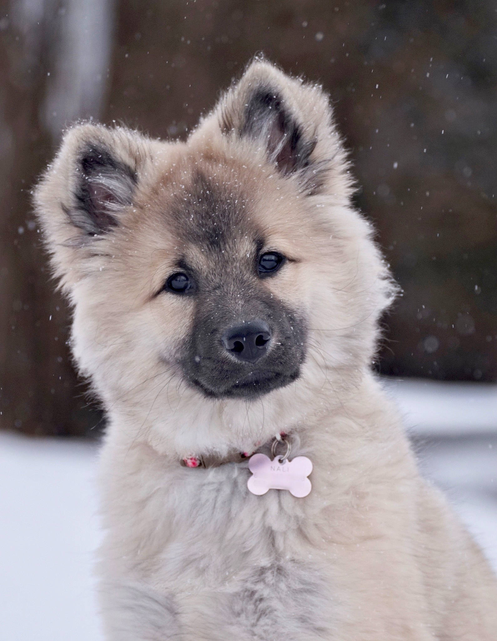 Nali joined the competition — help win amazing prizes! ancient_dog_breeds, canidae, canis, carnivore, companion_dog, dog, dog_breed, fawn, fur, mammal, snout, snow, sporting_group, terrestrial_animal, vertebrate, whiskers, wildlife, winter, working_animal, working_dog