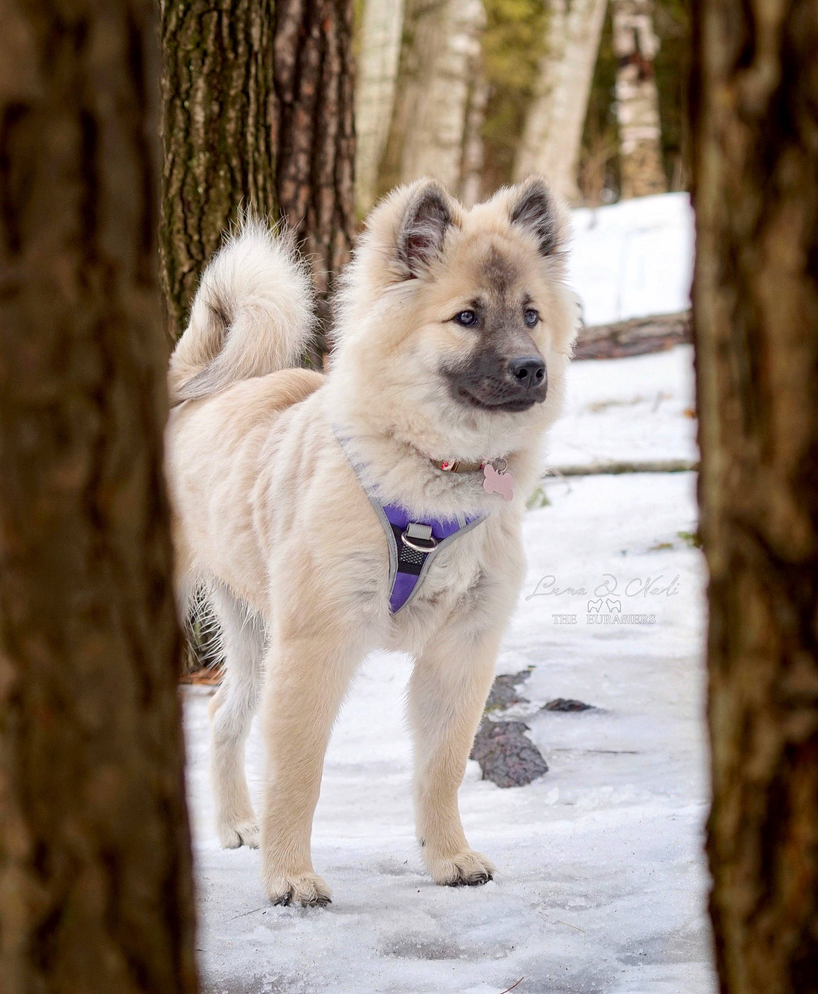 Nali joined the competition — help win amazing prizes! canidae, canis, carnivore, collar, companion_dog, dog, dog_breed, electric_blue, fawn, freezing, fur, snout, snow, sporting_group, tail, tree, wildlife, winter, working_animal, working_dog