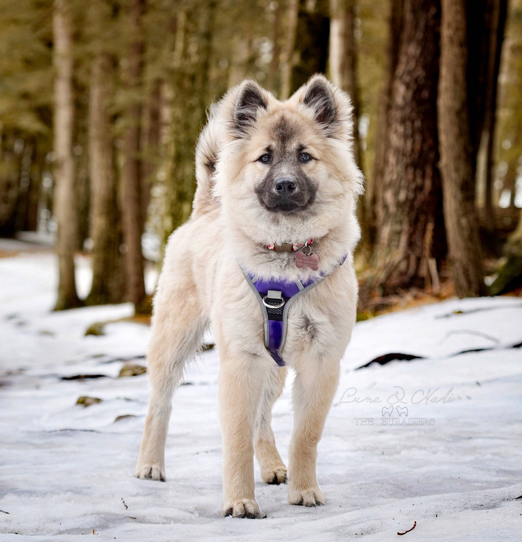 Nali joined the competition — help win amazing prizes! canidae, canis, carnivore, collar, companion_dog, dog, dog_breed, dog_collar, dog_supply, electric_blue, fawn, freezing, pet_supply, snout, snow, sporting_group, terrestrial_animal, tree, winter, working_animal