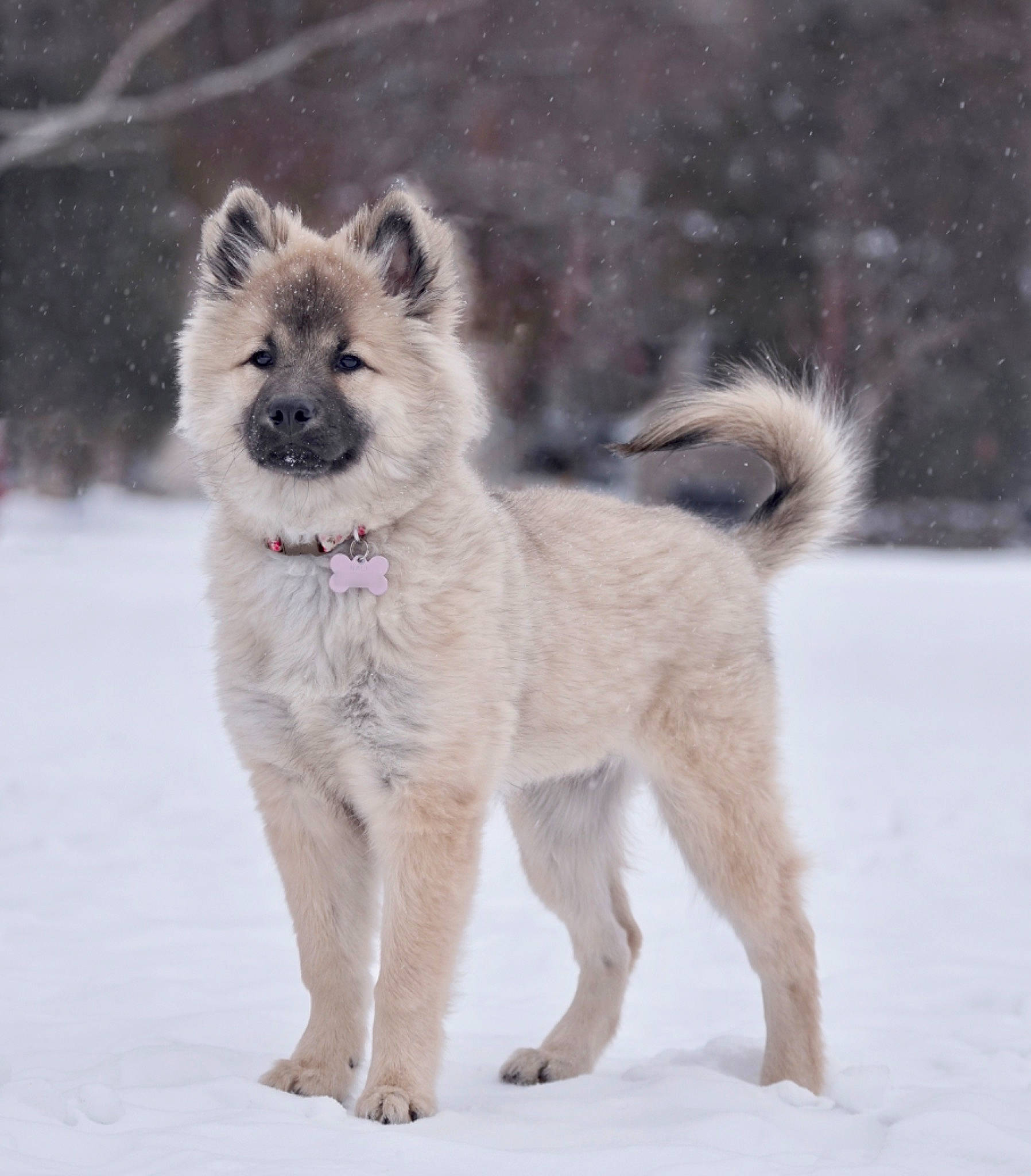 Nali is registered to the contest to win money with this photo: ancient_dog_breeds, canidae, carnivore, companion_dog, dog, dog_breed, fur, non_sporting_group, snout, snow, sporting_group, tail, terrestrial_animal, winter, working_animal, working_dog