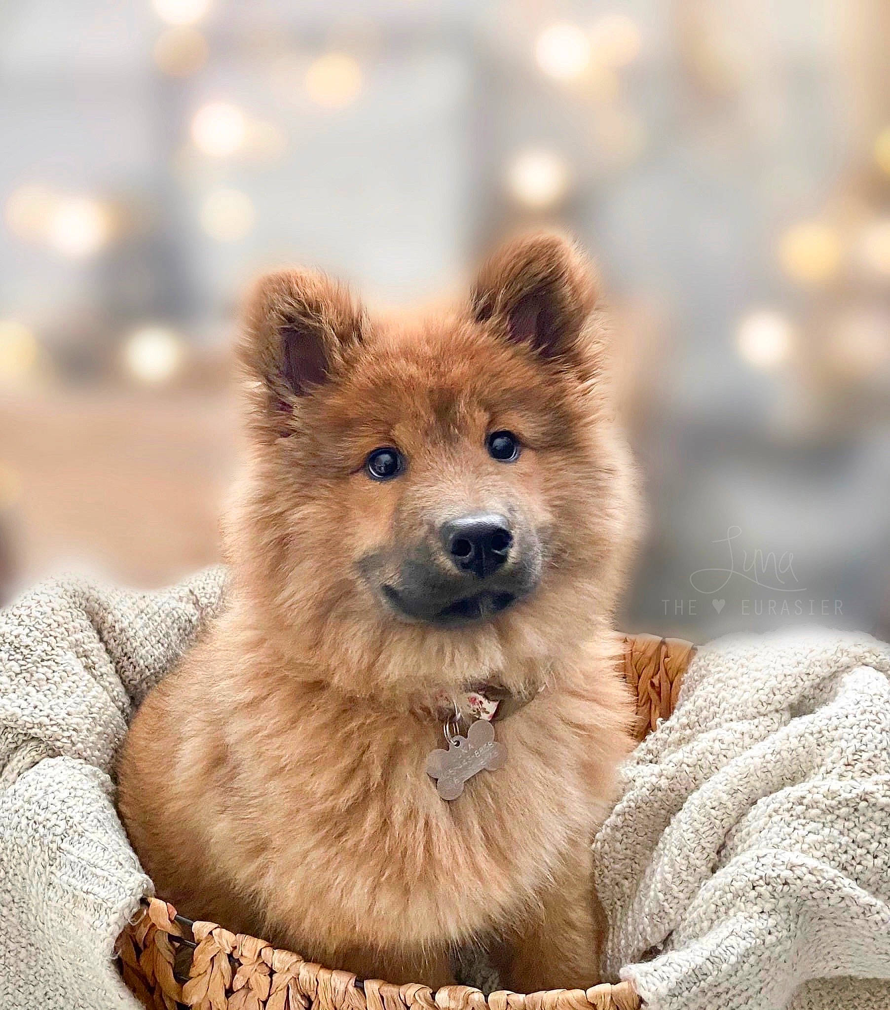 Luna joined the competition — help win amazing prizes! canidae, carnivore, companion_dog, dog, dog_breed, fawn, fur, liver, non_sporting_group, snout, terrestrial_animal, whiskers, wildlife, working_animal