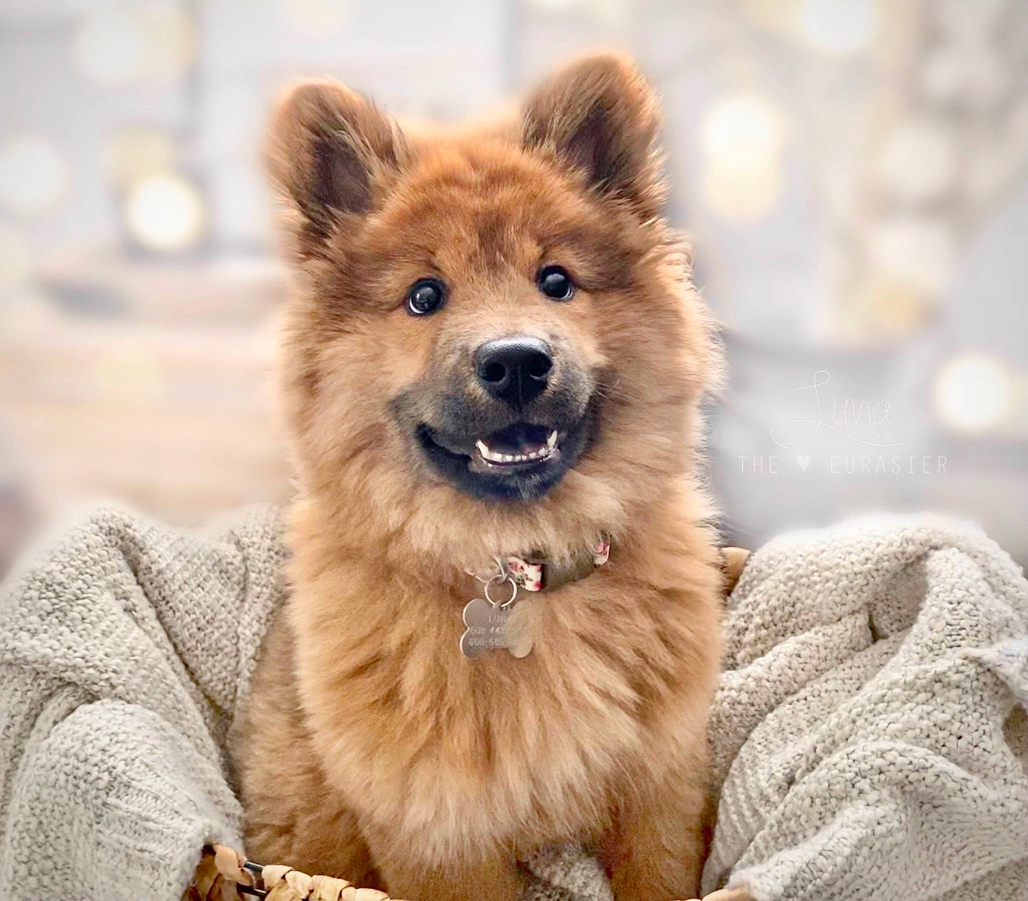 Luna is registered to the contest to win money with this photo: ancient_dog_breeds, carnivore, companion_dog, dog, dog_breed, fawn, fur, terrestrial_animal, wildlife, winter, working_dog