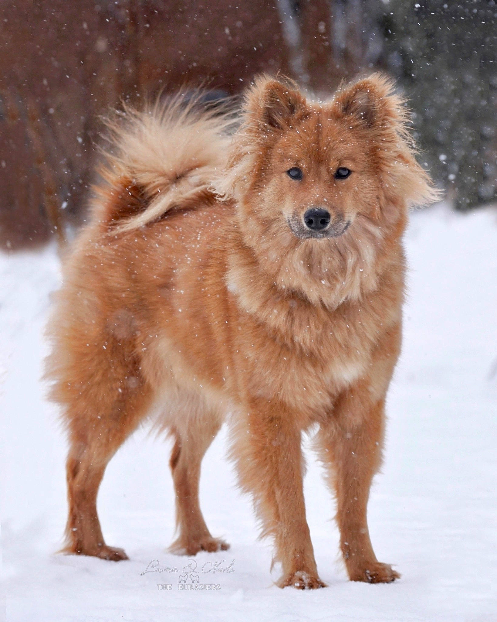 Luna joined the competition — help win amazing prizes! ancient_dog_breeds, canidae, carnivore, companion_dog, dog, dog_breed, fawn, fur, liver, non_sporting_group, snout, snow, sporting_group, tail, terrestrial_animal, whiskers, wildlife, winter, working_animal, working_dog