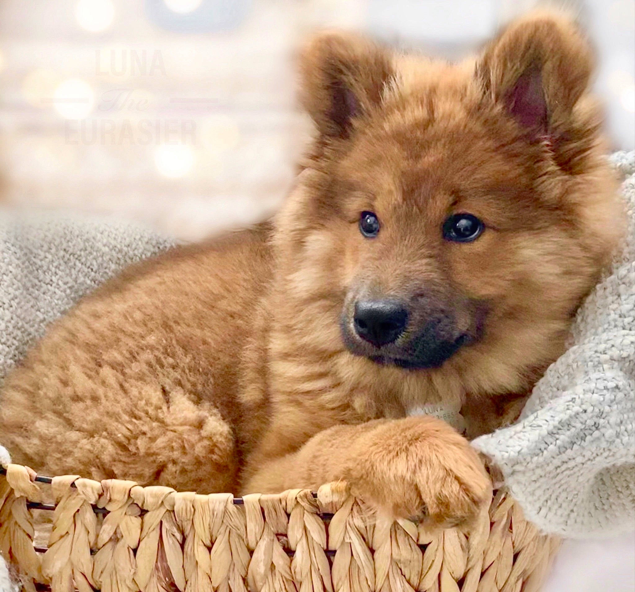 Luna joined the competition — help win amazing prizes! canidae, canis, carnivore, companion_dog, dog, dog_breed, fawn, fur, german_spitz, german_spitz_klein, german_spitz_mittel, liver, snout, spitz, sporting_group, terrestrial_animal, volpino_italiano, whiskers, wildlife, working_animal