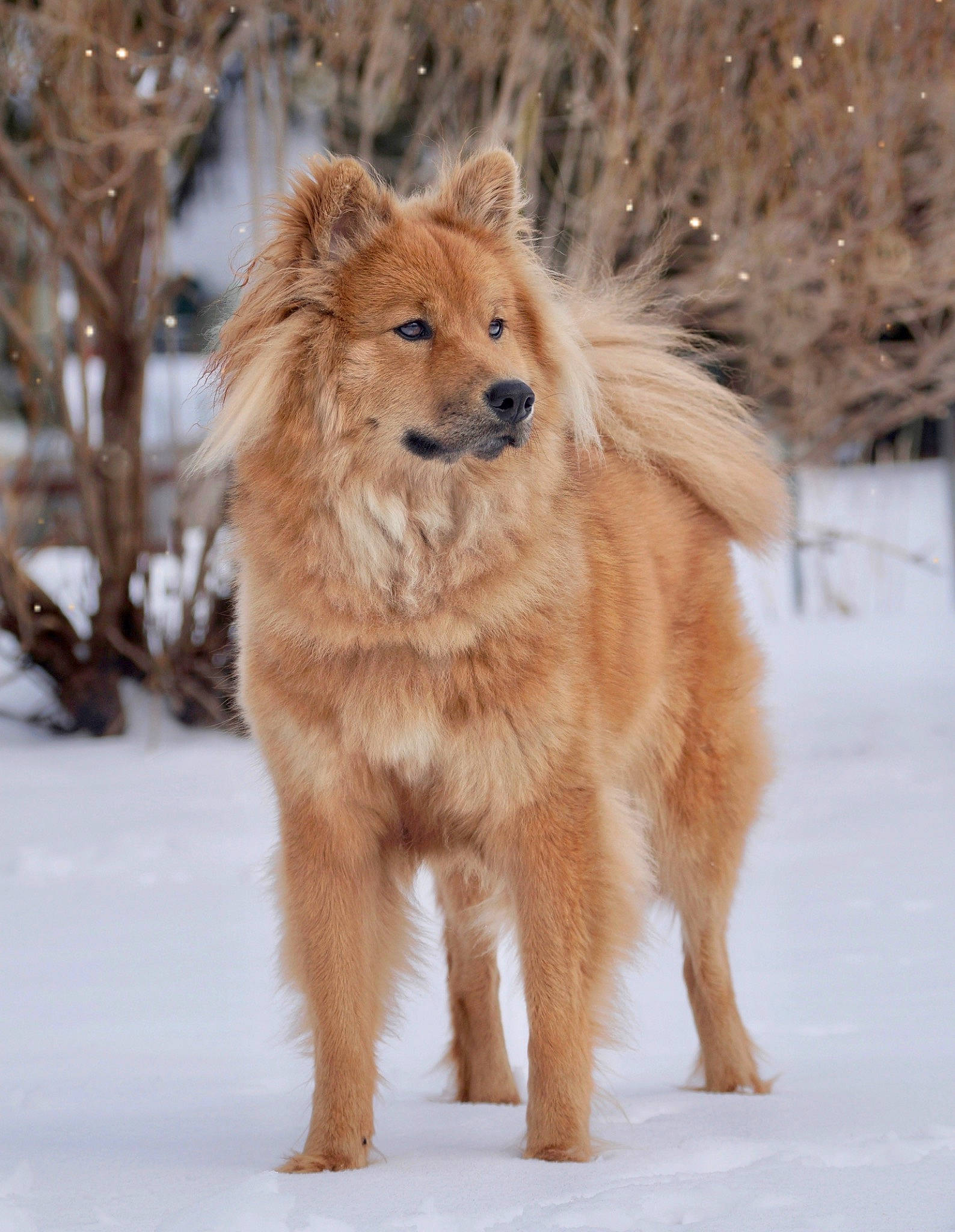 Luna is registered to the contest to win money with this photo: ancient_dog_breeds, canidae, carnivore, companion_dog, dog, dog_breed, fawn, freezing, fur, liver, snout, snow, sporting_group, tail, terrestrial_animal, whiskers, wildlife, winter, working_animal, working_dog