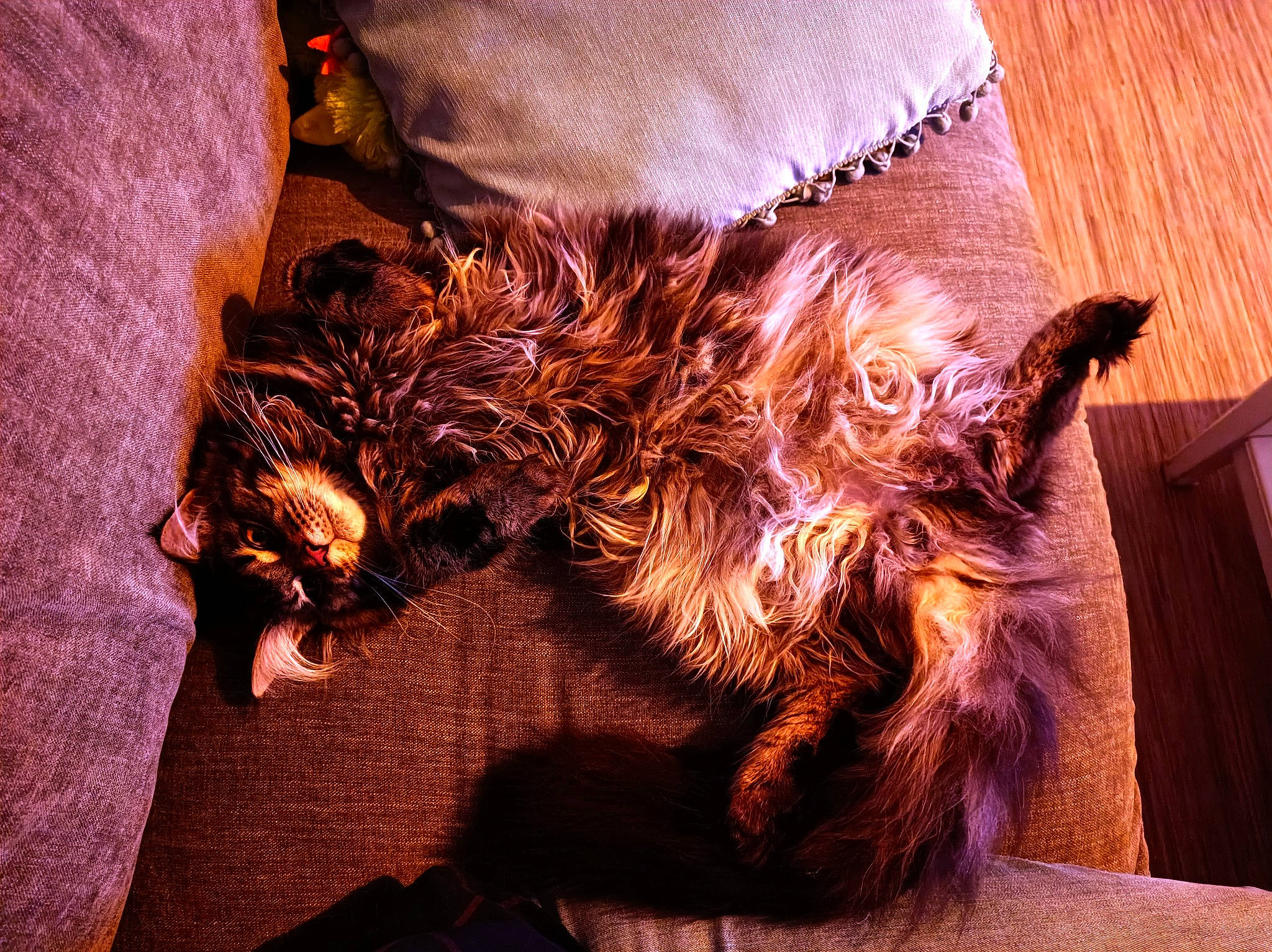 Sango a rejoint le concours — aidez-le/la à gagner de superbes lots ! carnivore, comfort, companion_dog, dog_breed, domestic_short_haired_cat, fashion_accessory, felidae, flooring, fur, gesture, human_leg, orange, paw, small_to_medium_sized_cats, tail, textile, thigh, tints_and_shades, whiskers, wood