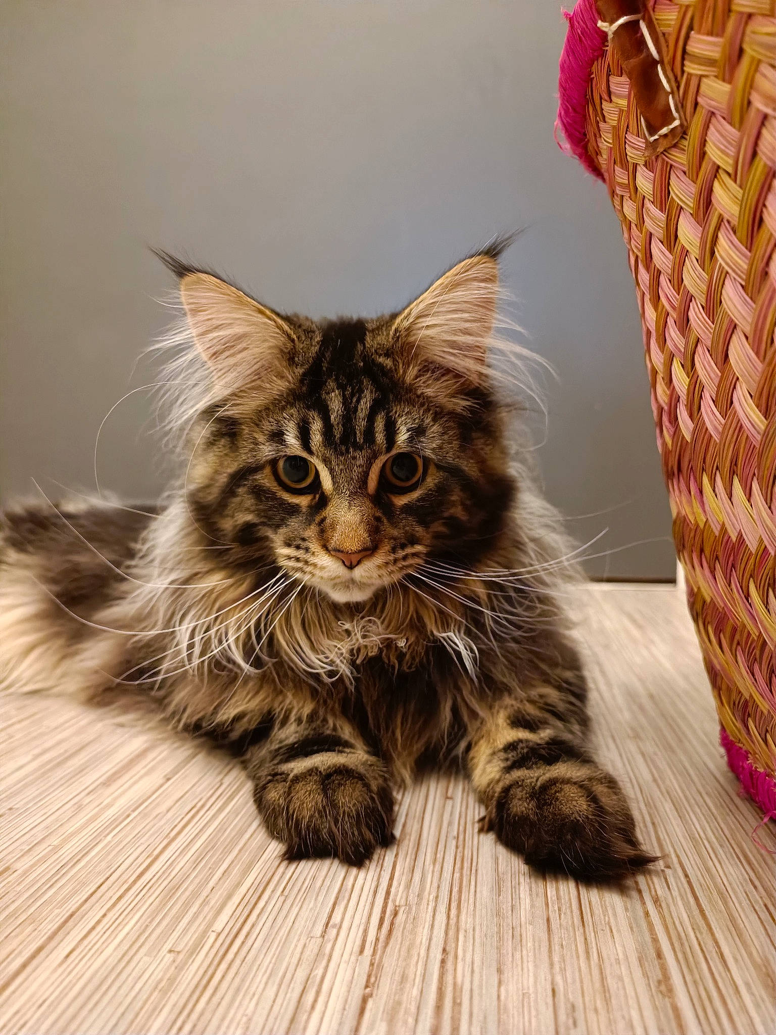 Sango participe au concours pour gagner de l'argent avec cette photo : basket, carnivore, cat, claw, domestic_short_haired_cat, fawn, felidae, flooring, fur, hardwood, home_accessories, maine_coon, paw, sitting, small_to_medium_sized_cats, snout, tail, terrestrial_animal, whiskers, wood