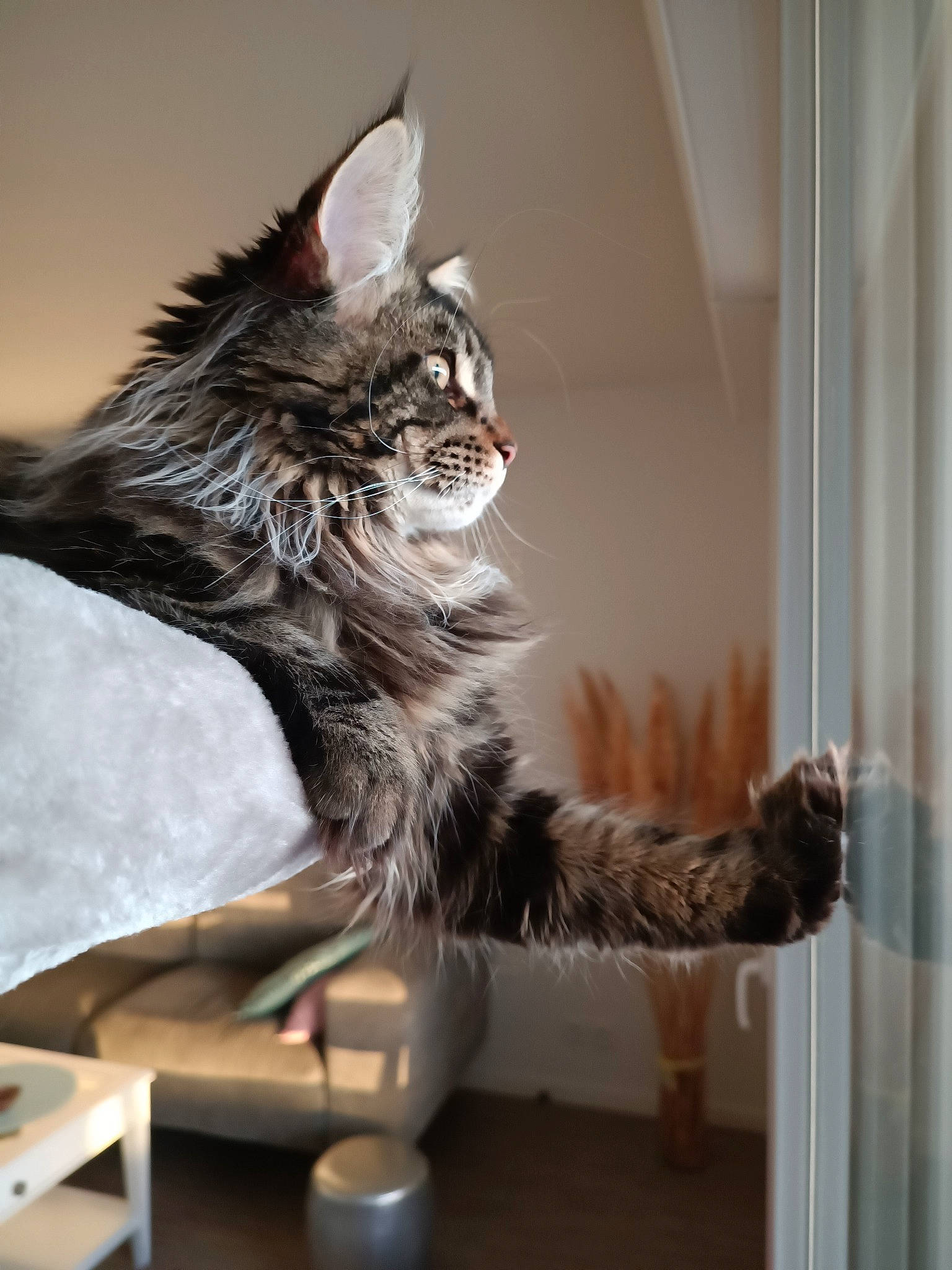 Sango a rejoint le concours — aidez-le/la à gagner de superbes lots ! carnivore, cat, claw, domestic_short_haired_cat, felidae, flooring, fur, hardwood, metal, paw, plant, room, small_to_medium_sized_cats, tail, whiskers, wood