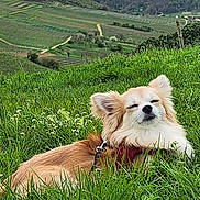 Tango a rejoint le concours — aidez-le/la à gagner de superbes lots ! dog, grass, outdoor, nature, relaxing, sunlight, scenic, countryside, greenery, fluffy, pet, animal, leash, field, resting, peaceful, summer, closeup, happy, ears